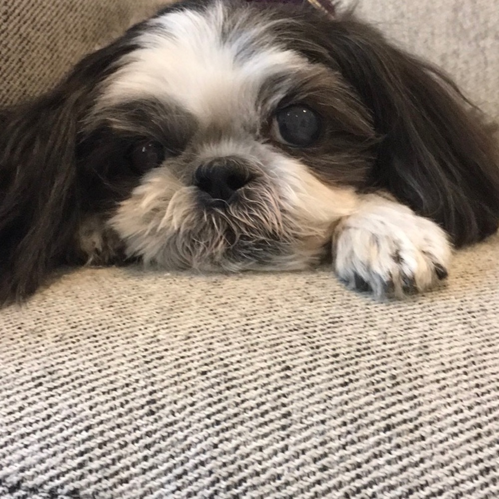 Meet your Posher, Julie